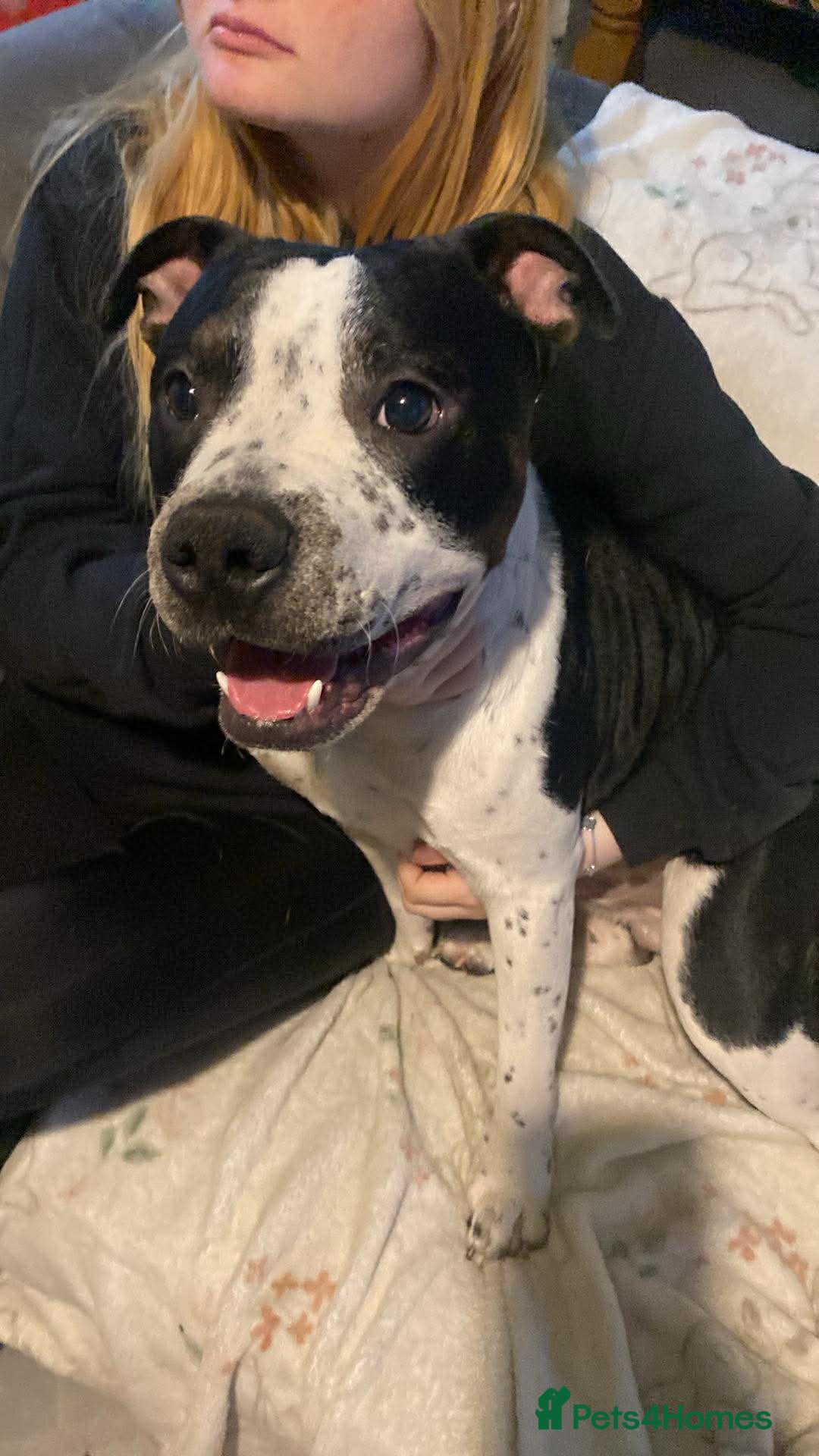 Mixed Breed dogs Patch - Advert 12