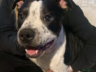 Mixed Breed dogs Patch - Advert 12