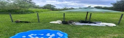 German Shepherd dogs for sale: Gorgeous German Shepherd Puppies - Advert 15