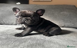 French Bulldog dogs for sale: KC wonderful French Bulldog puppies🐾 - Image 22