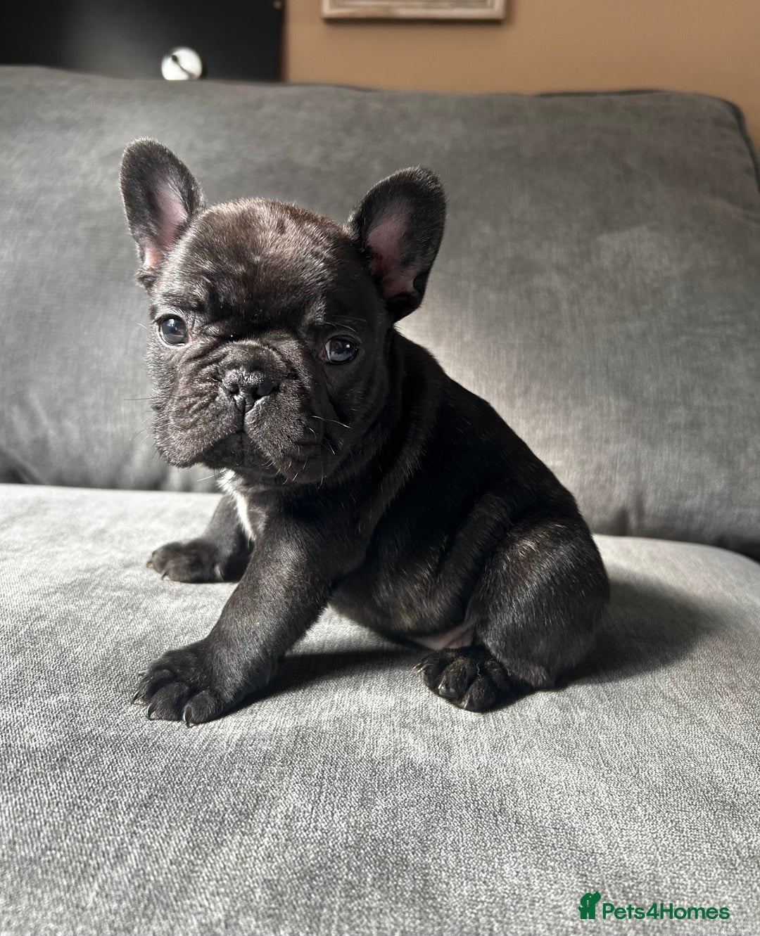 French Bulldog dogs for sale: KC wonderful French Bulldog puppies🐾 - Image 22