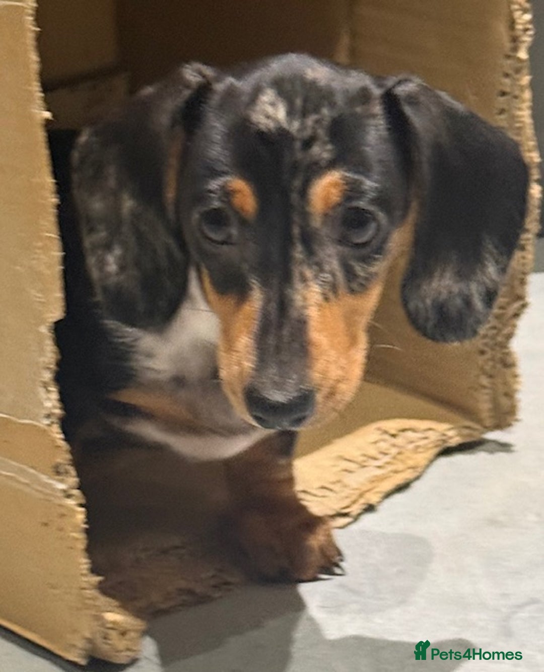 Miniature Dachshund dogs for sale: Ruby and Marley pups - Advert 34