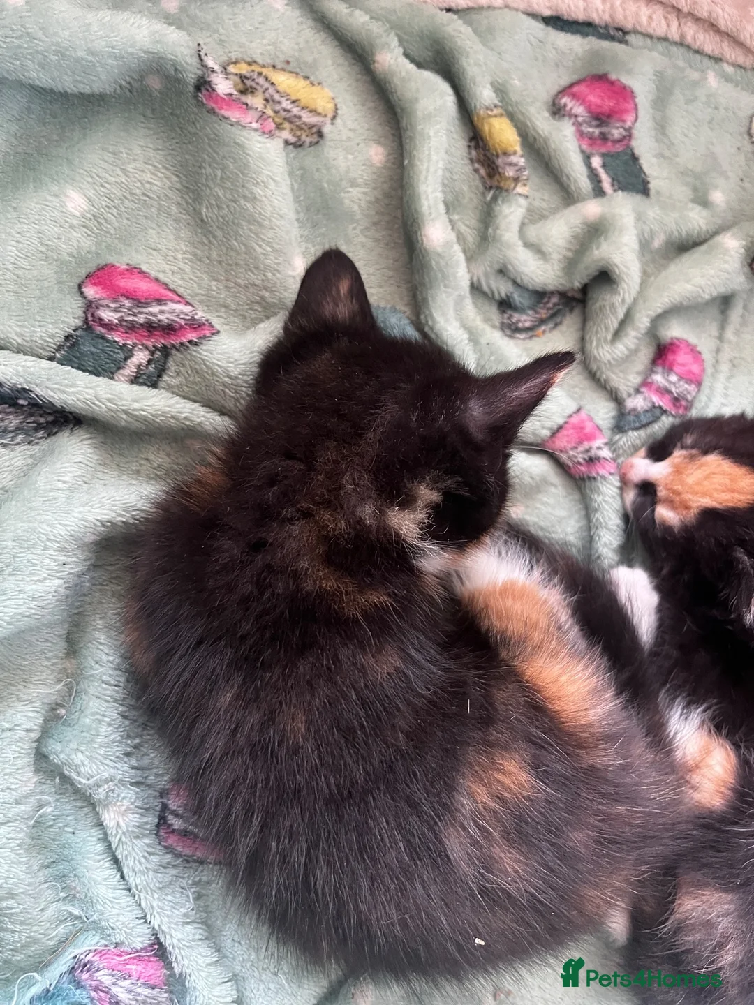 Mixed Breed cats for sale: Kittens for sale  in Havant - Advert 5