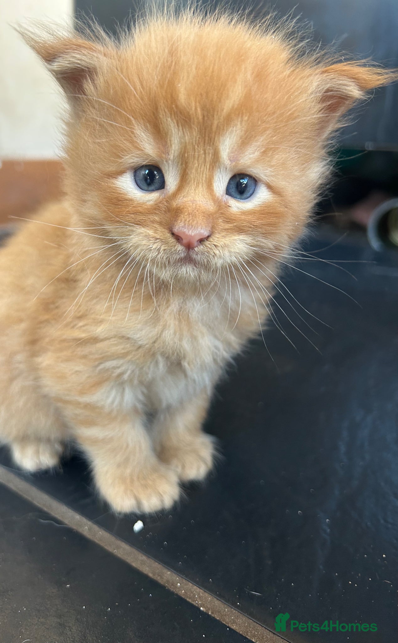 Maine Coon cats for sale: 6 Maine coon kittens for sale  in Brechin - Advert 8