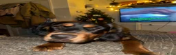 Mixed Breed dogs for sale: Rottweiler cross spaniel  - Advert 4