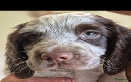 Cocker Spaniel dogs for sale: 3 stunning boys  - Image 1