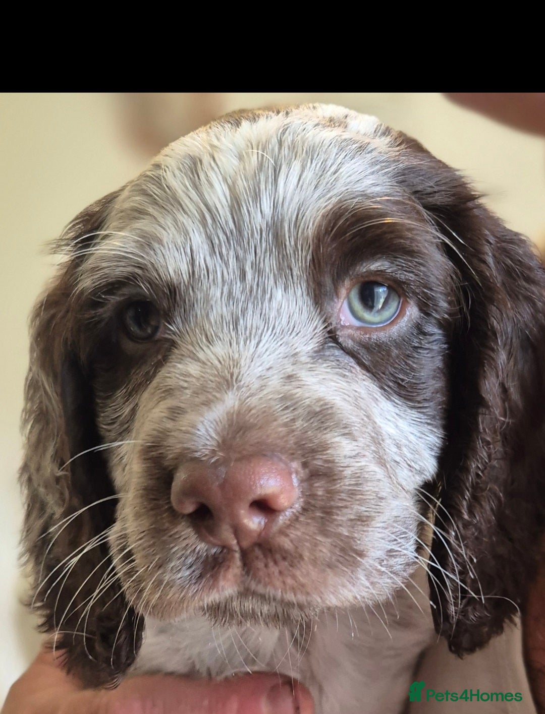 Cocker Spaniel dogs for sale: 3 stunning boys  - Image 1