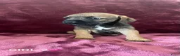 Border Terrier dogs for sale: Border terrier puppies - Advert 8