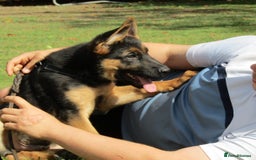 German Shepherd dogs for sale: *Quality GSD puppies for sale - Image 1