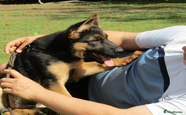 German Shepherd dogs - Advert 7