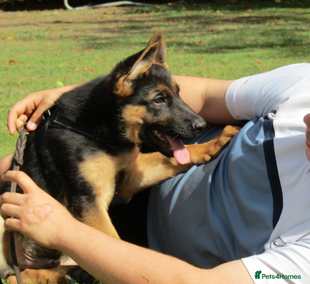 German Shepherd dogs for sale: *Quality GSD puppies for sale - Image 1