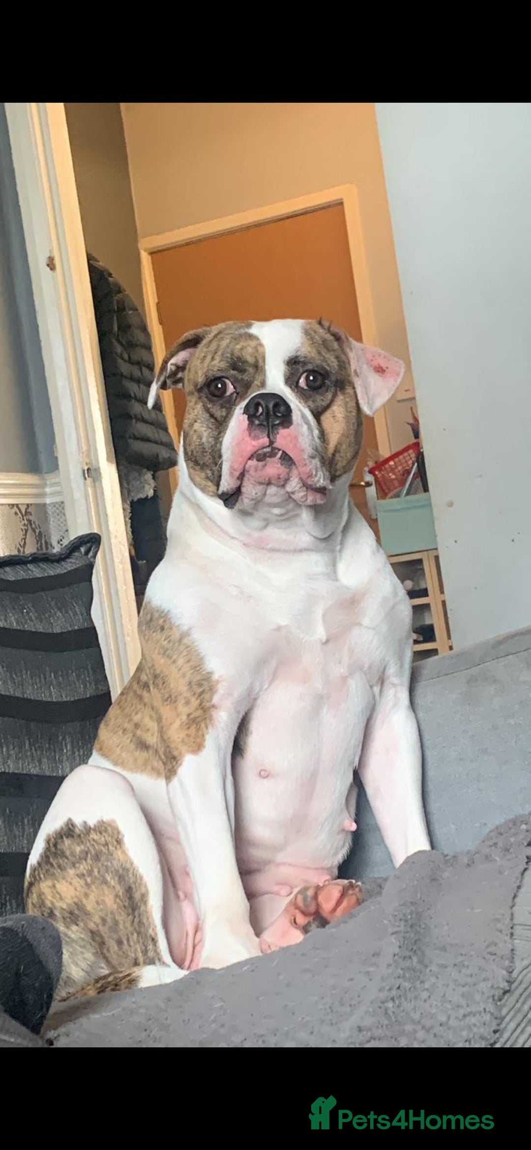 Mixed Breed dogs for sale: Female American bully cross pocket - Advert 1