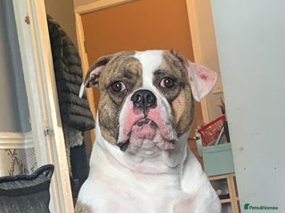 Mixed Breed dogs Female American bully cross pocket - Advert 2