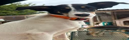 Mixed Breed dogs for adoption: Juny - Norwich Norfolk  in Norwich - Advert 3