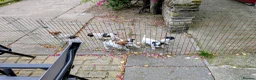 Jack Russell dogs for sale: Small strain Jack Russel pups - Advert 7