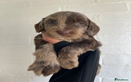 Cockapoo dogs for sale: Adorable Cockerpoo Puppies Ready - Image 27