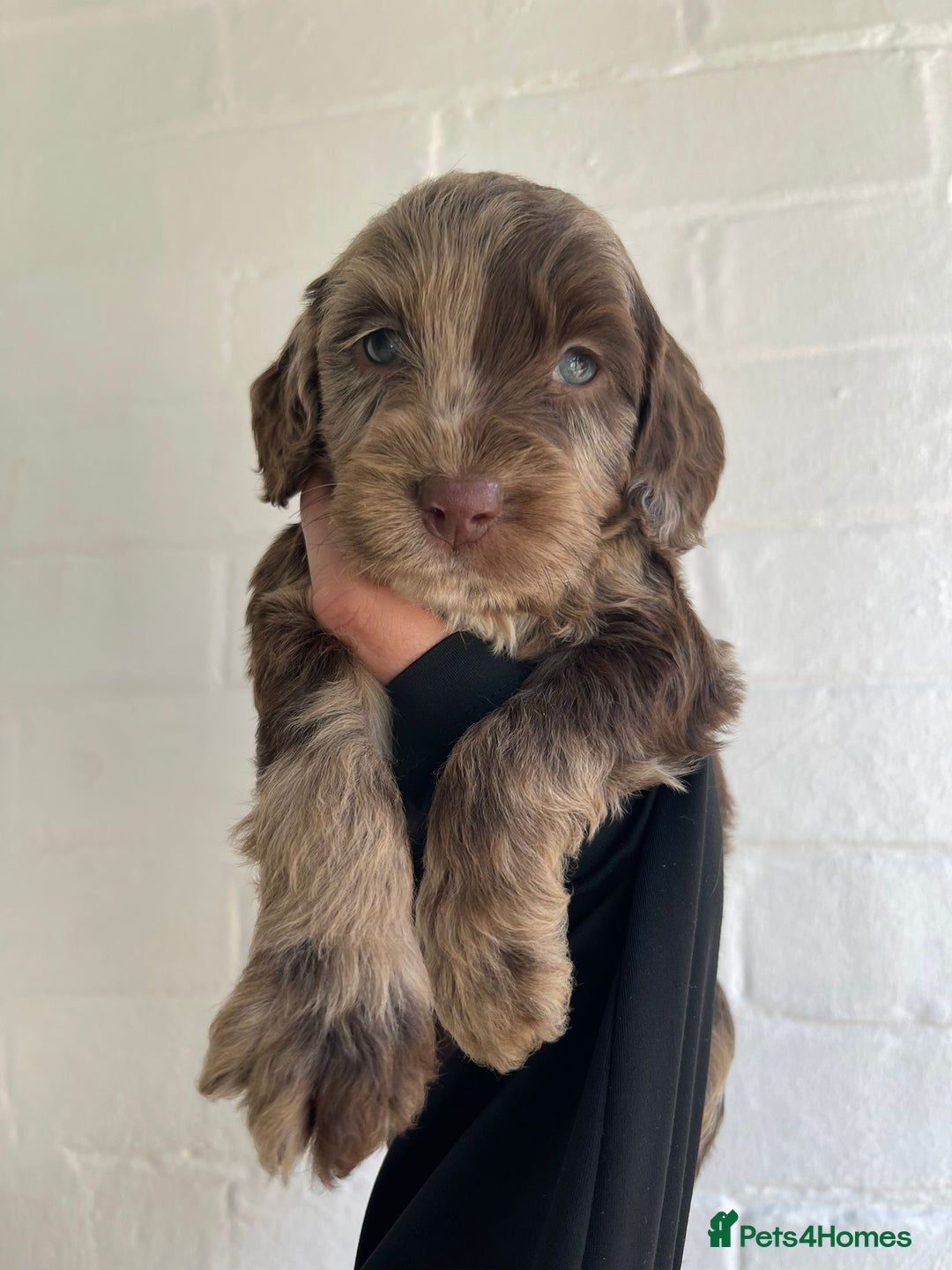 Cockapoo dogs for sale: Adorable Cockerpoo Puppies Ready - Image 27