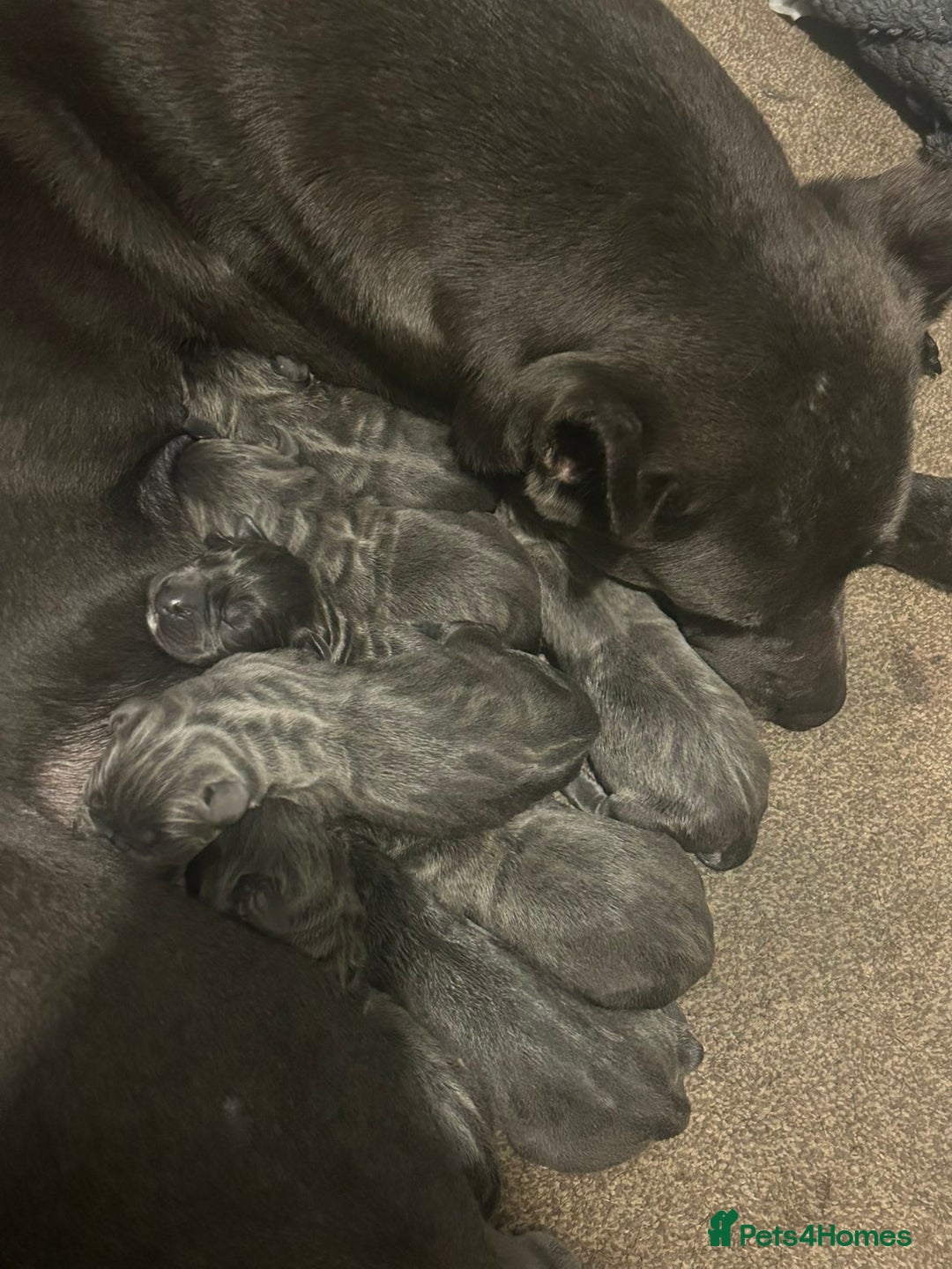 Cane Corso dogs for sale: Cane corso pups - Advert 2