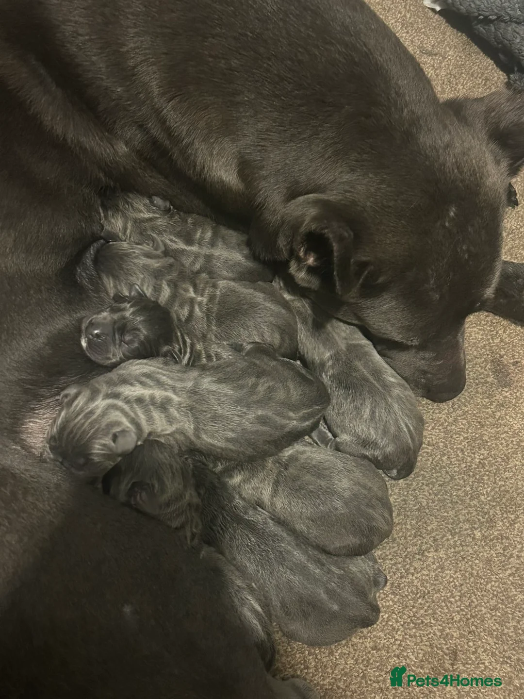 Cane Corso dogs for sale: Cane corso pups - Advert 2