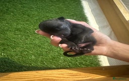Mixed Breed dogs for sale: Pomeranian x  - Image 4