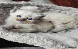 Ragdoll cats for sale: Blue mitted ragdoll kittens  - Image 9