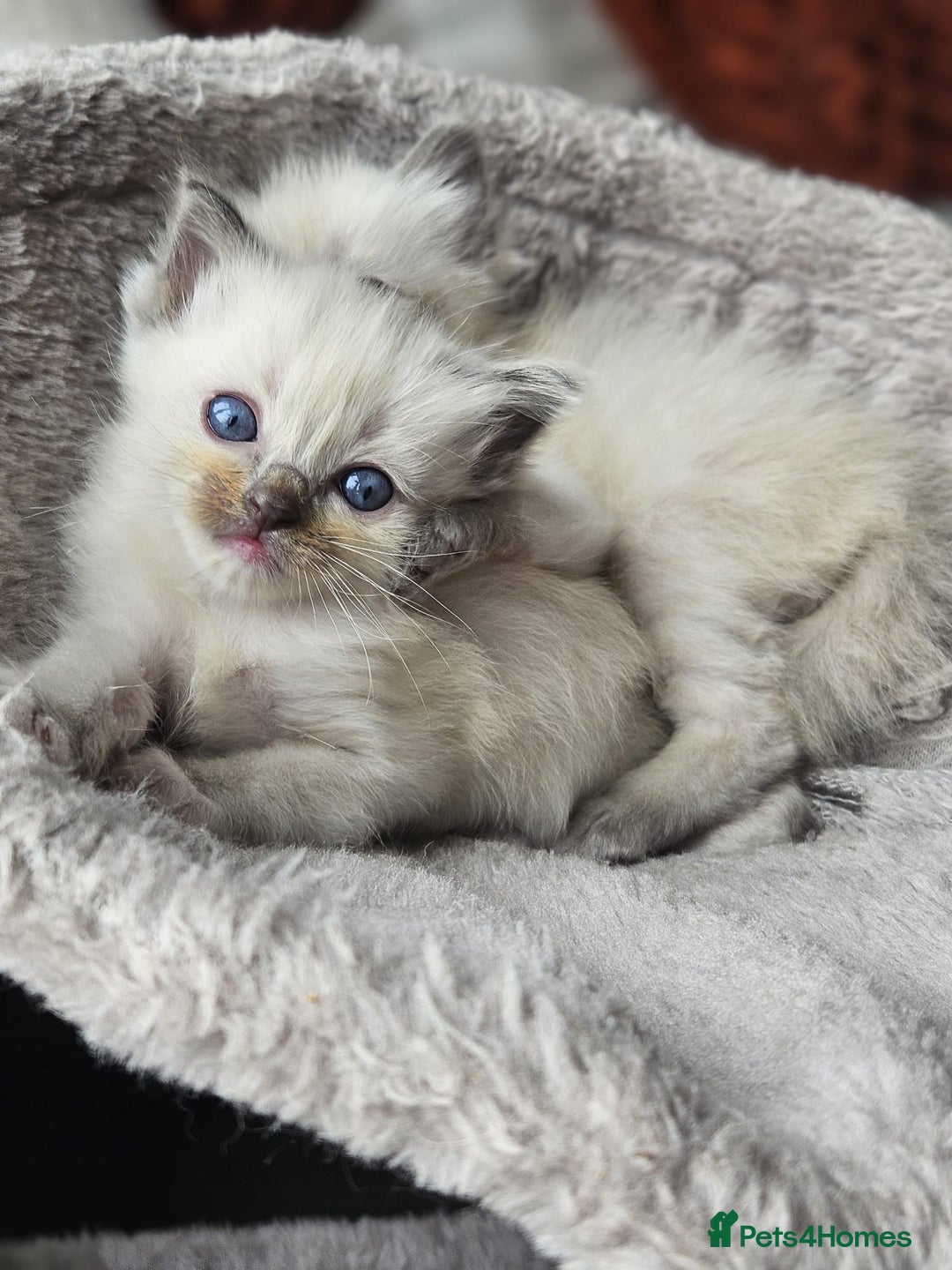 Ragdoll cats for sale: Blue mitted ragdoll kittens  - Image 9