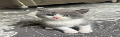 Mixed Breed Kitten 3