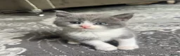 Mixed Breed cats for sale: Kittens for sale  - Advert 7
