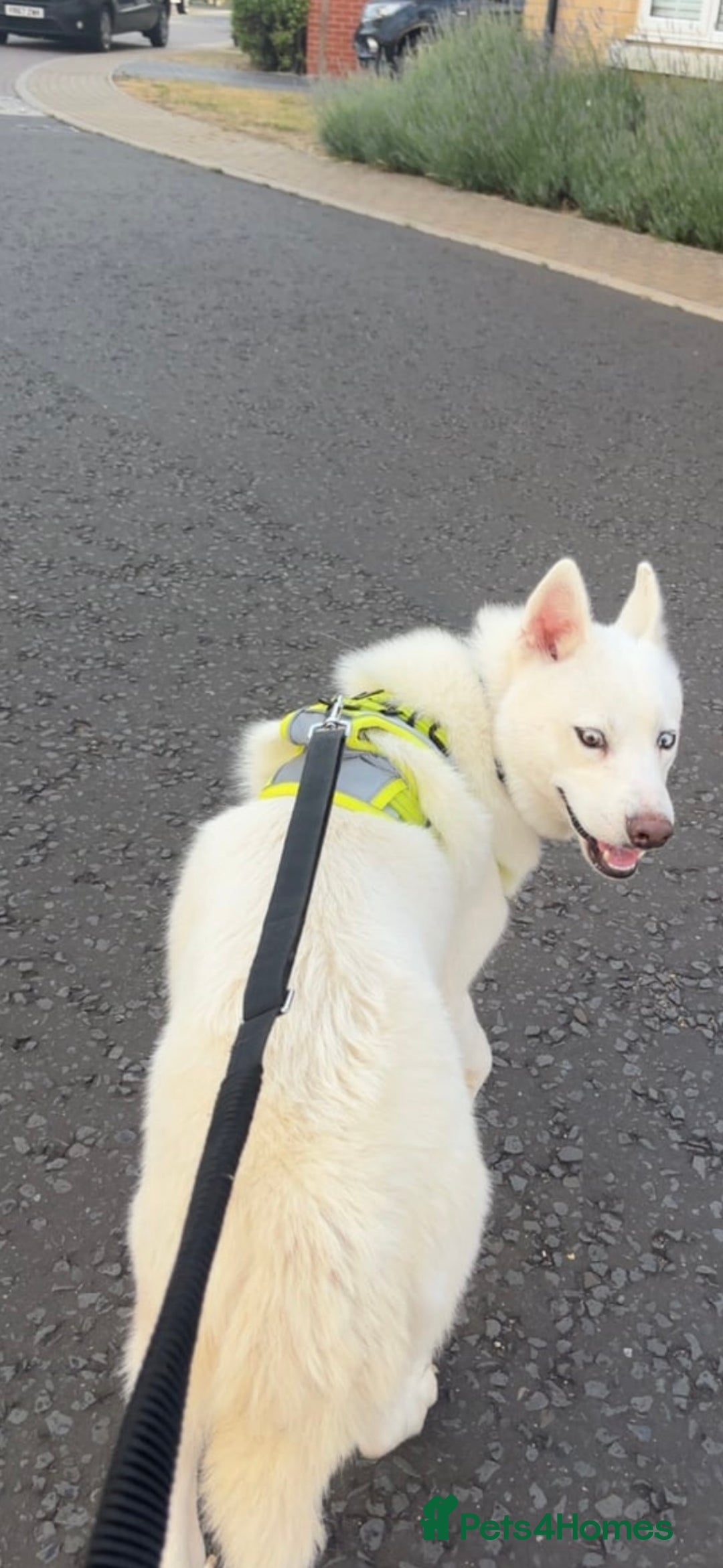 Siberian Husky dogs for sale: Buddy, pure white siberian husky - Image 2