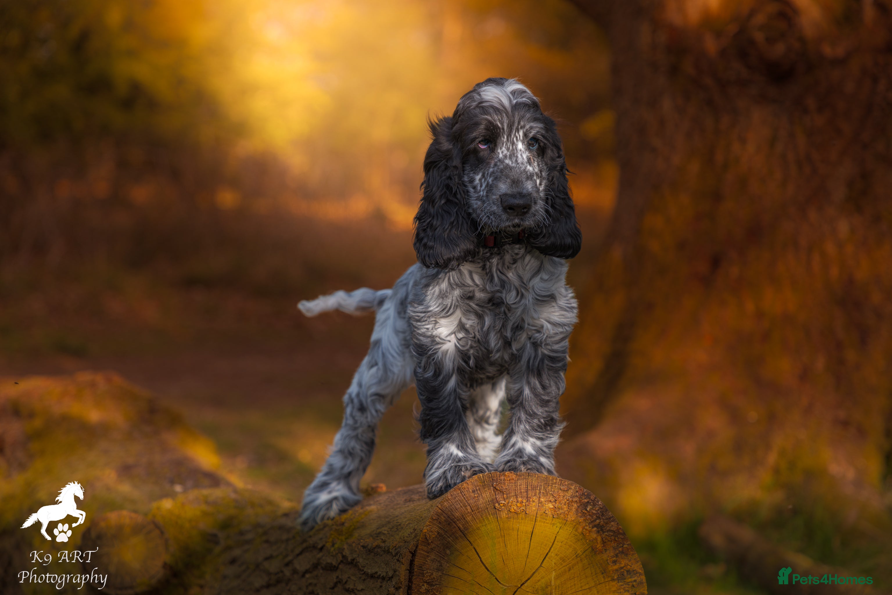 Cocker Spaniel dogs KC Registered Proven Show Cocker Spaniel Stud - Advert 23