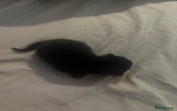 Domestic Shorthair cats for sale: 4 gorgeous kittens  - Image 9