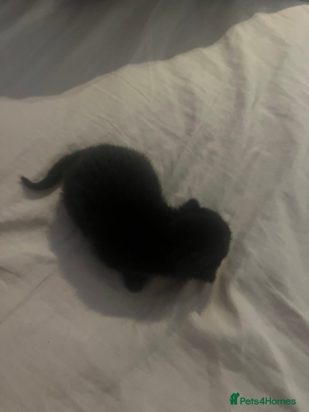 Domestic Shorthair cats for sale: 4 gorgeous kittens  - Image 9