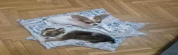 Chihuahua dogs for sale: Adorable Long-Coated Chihuahua Puppy – Tequila!  in Guildford - Advert 3
