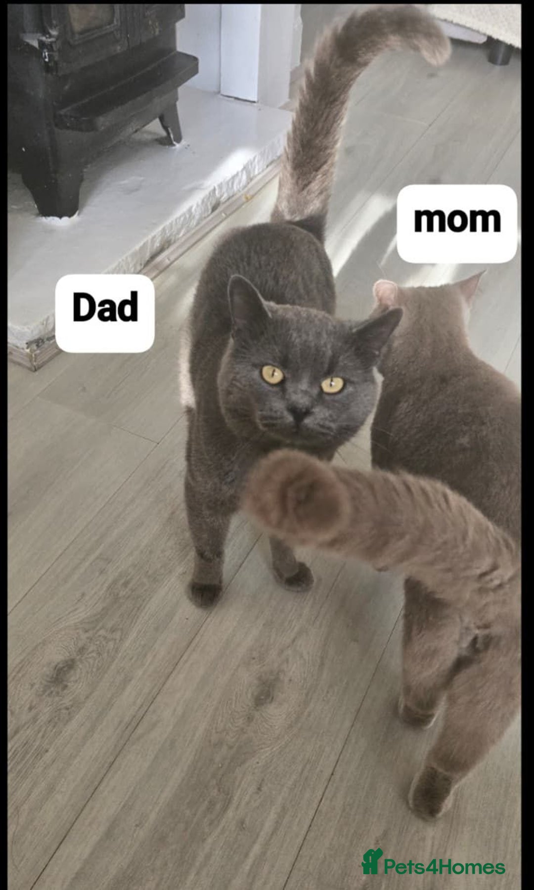 British Shorthair cats for sale: British Shorthair  kittens  - Image 10