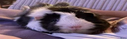Guinea Pig rodents for sale: Pair of bonded male guinea pigs  in Cwmbran - Advert 4