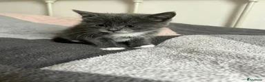 Grey female kitten 