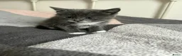 Mixed Breed cats for sale: 3 playful kittens.  - Advert 9