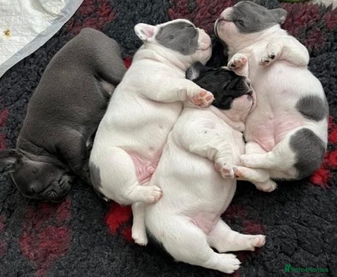 French Bulldog dogs Champion PURE French Bulldog puppies for sale - Advert 2