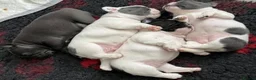 French Bulldog dogs for sale: Champion PURE French Bulldog puppies for sale - Advert 1