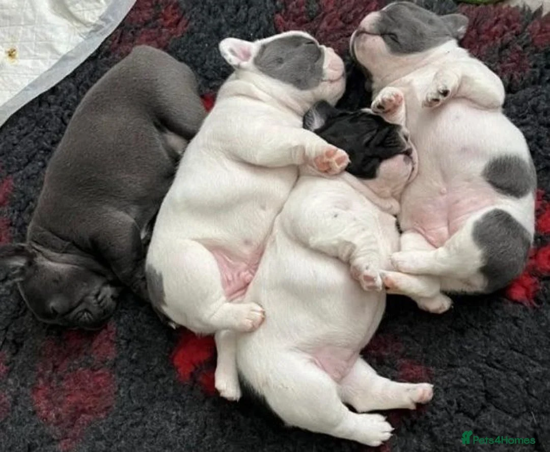 French Bulldog dogs for sale: Champion PURE French Bulldog puppies for sale - Advert 1