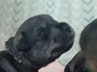 Schnauzer dogs - Advert 1