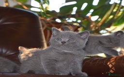 British Shorthair cats for sale: BSH Blue kittens, 3xgirls 3xboys - Image 7