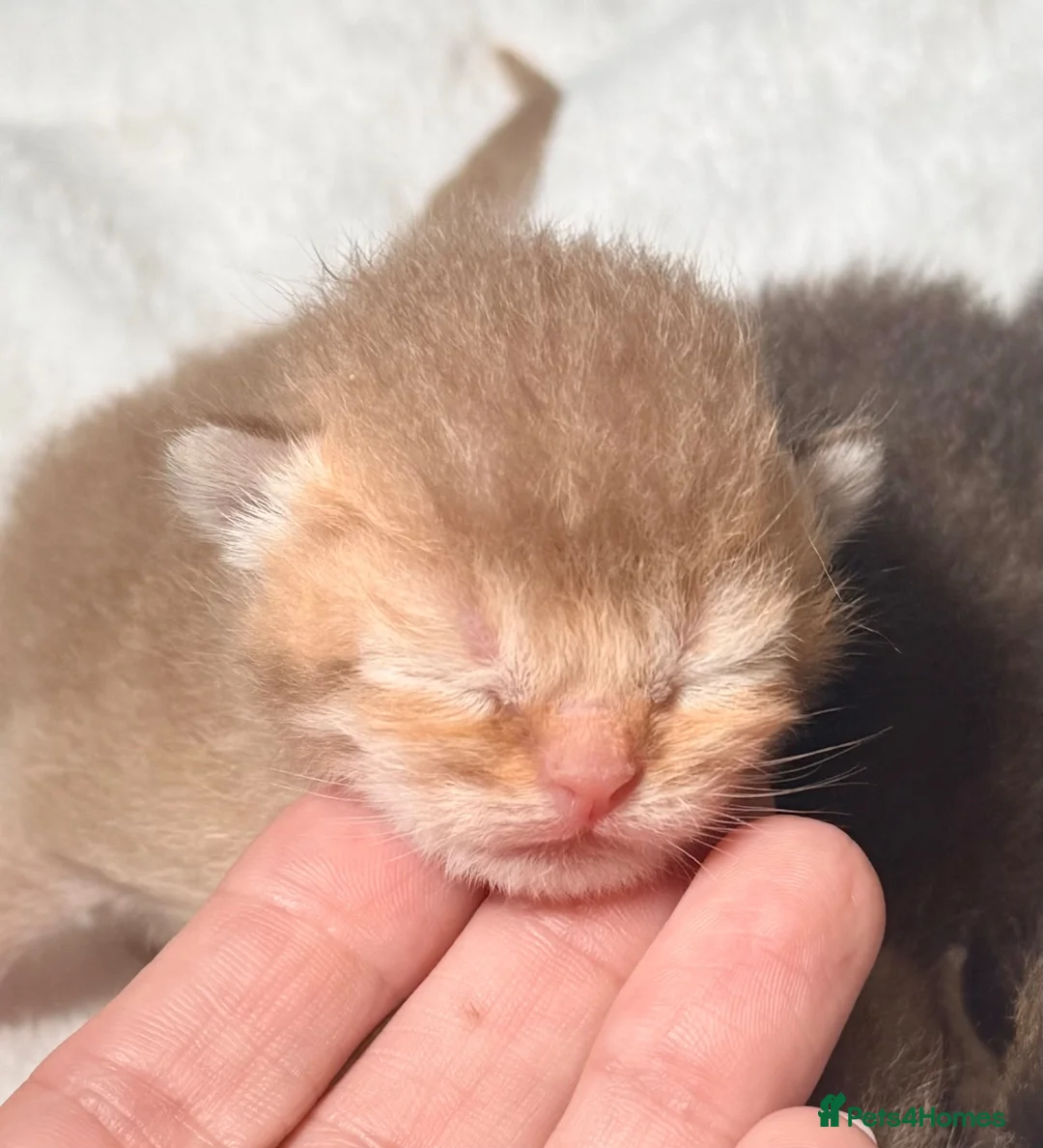 British Shorthair cats for sale: 6 gorgeous golden chocolate litter  - Advert 17