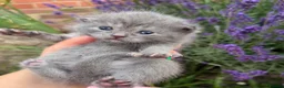 Scottish Fold cats for sale: 💕💕💕❤️❤️Lovely scotish kittens💕💕💕 in Nottingham - Advert 3