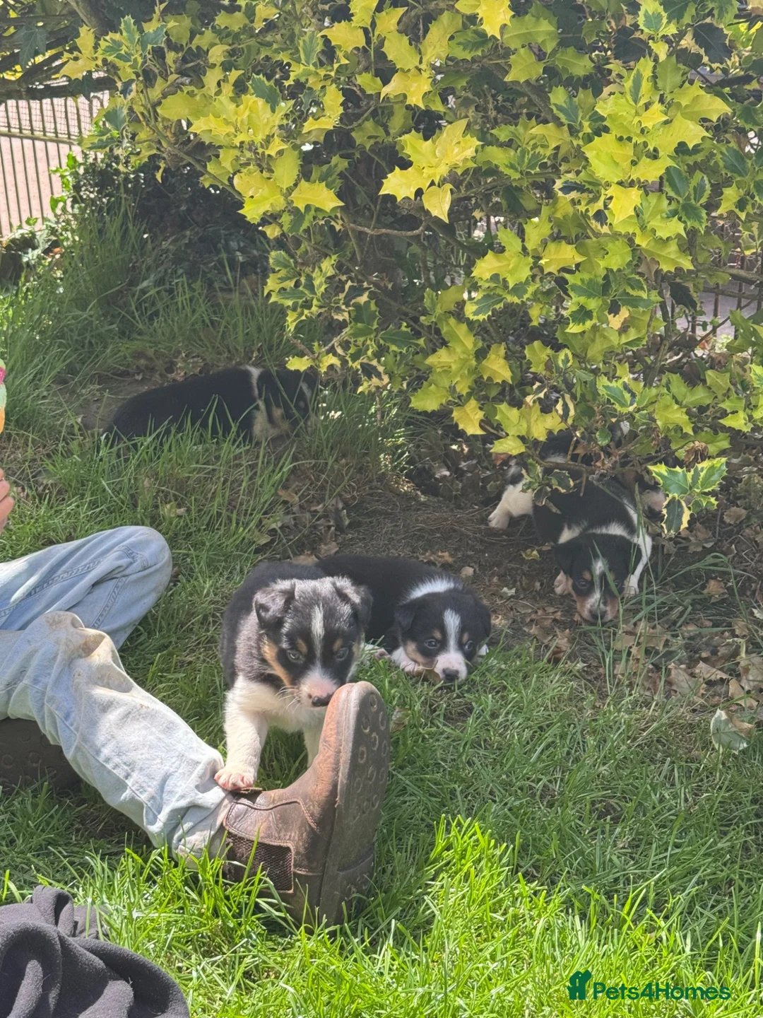 Border Collie dogs for sale: Border collie pups ready to leave 3rd july in Brecon - Advert 6