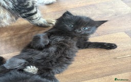 Mixed Breed cats for sale: 2 black kittens  - Image 2