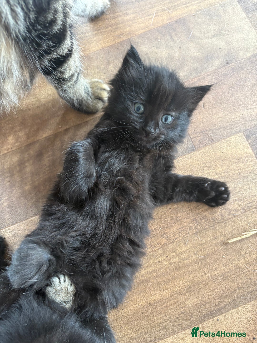 Mixed Breed cats for sale: 2 black kittens  - Image 2
