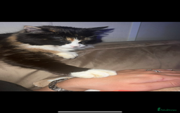 Mixed Breed cats for sale: Beautiful cat for adoption - Advert 8