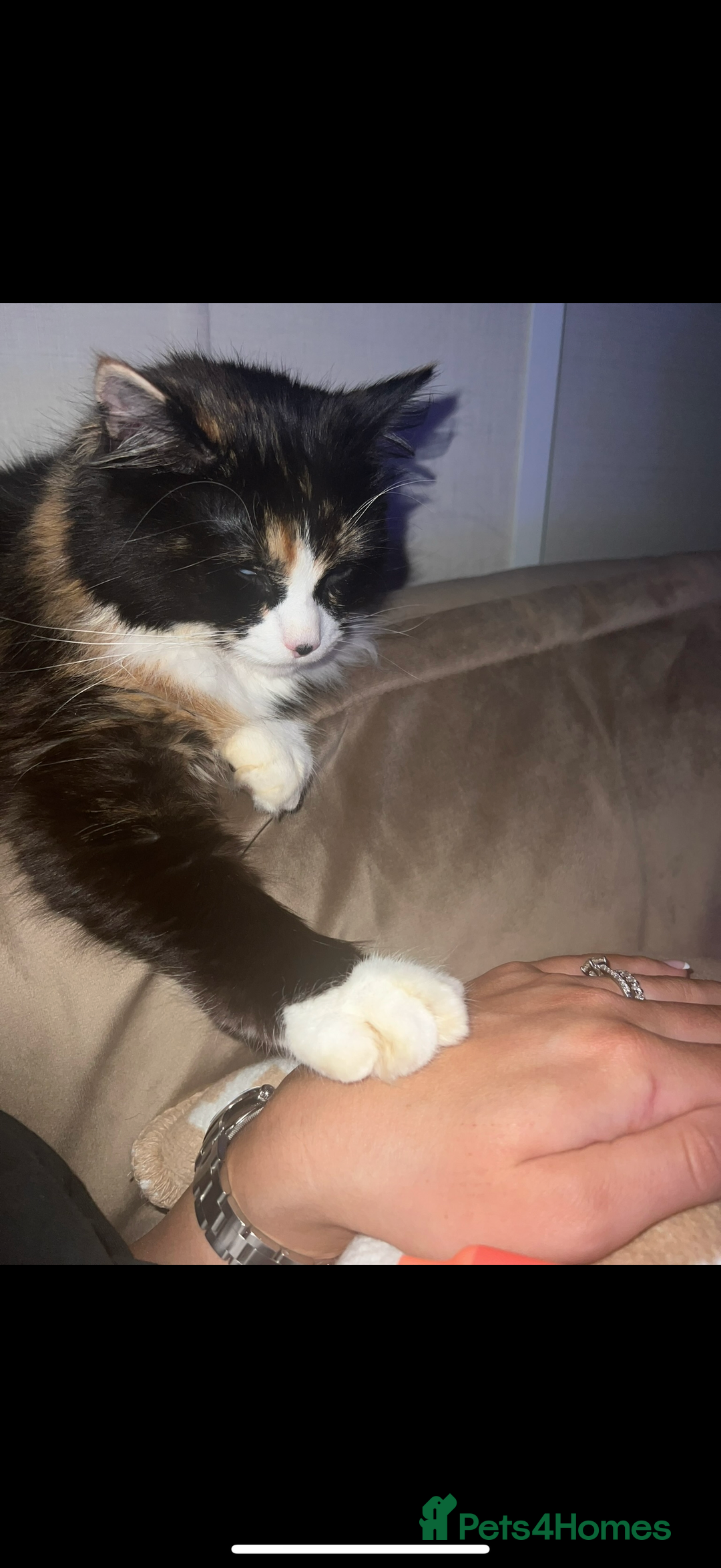 Mixed Breed cats for sale: Beautiful cat for adoption - Advert 8