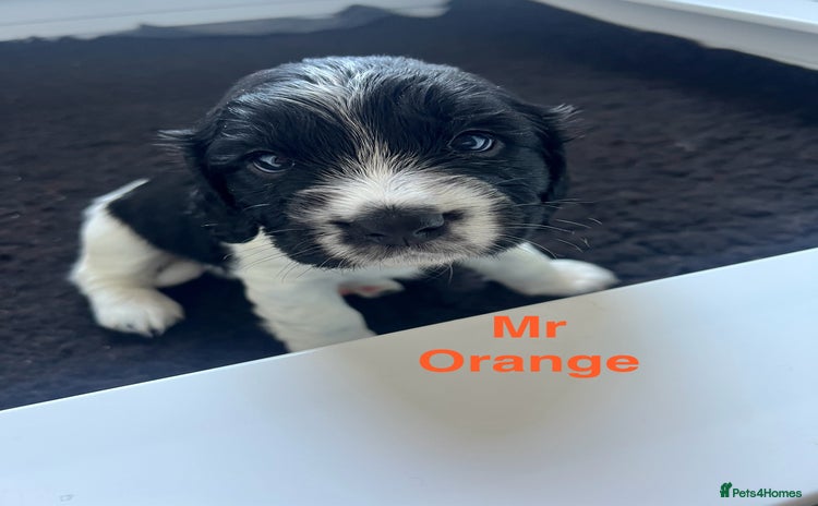 Sprocker dogs - Advert 1